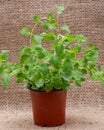Potted Organic Oregano Plant with roots in fertilized soil isolated on natural burlap. Origanum vulgare. Mint Family