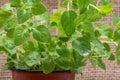 Potted Organic Oregano Plant with roots in fertilized soil isolated on natural burlap. Origanum vulgare. Mint Family