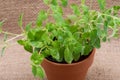 Potted Organic Oregano Plant with roots in fertilized soil isolated on natural burlap. Origanum vulgare. Mint Family