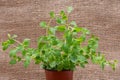 Potted Organic Oregano Plant with roots in fertilized soil on natural burlap. Origanum vulgare. Mint Family