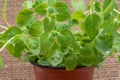 Potted Organic Oregano Plant with roots in fertilized soil on natural burlap. Origanum vulgare. Mint Family