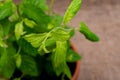 Potted Organic Peppermint Plant with roots in fertilized soil isolated on natural burlap . Species: Mentha x Piperita.