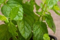 Potted Organic Peppermint Plant with roots in fertilized soil isolated on natural burlap. Species: Mentha x Piperita.