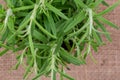 Potted Organic Rosemary Plant with roots in fertilized soil isolated on natural burlap. Rosmarinus officinalis in mint