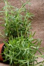 Potted Organic Rosemary Plant with roots in fertilized soil isolated on natural burlap. Rosmarinus officinalis in mint