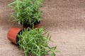 Potted Organic Rosemary Plant with roots in fertilized soil isolated on natural burlap. Rosmarinus officinalis in mint