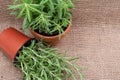 Potted Organic Rosemary Plant with roots in fertilized soil isolated on natural burlap. Rosmarinus officinalis in mint