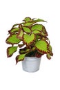 Potted painted nettle \'Coleus Blumei Velvet\' plant Royalty Free Stock Photo