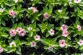 Potted pale pink vinca flowers with a red center
