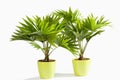 Potted Palm tree against white background