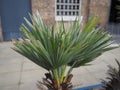 potted palm tree scient. class. areaceae Royalty Free Stock Photo
