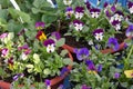 Potted pansies on display at the farmers market in March