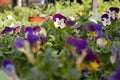 Potted pansies on display at the farmers market in March