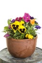 Potted pansies