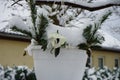 Potted pansies in January in the garden. Berlin Germany