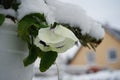 Potted pansies in January in the garden. Berlin Germany