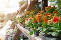 Potted pansies for sale sitting outdoors in garden nursery. Gardening concept