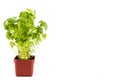 Potted Parsley plant with isolated background, flushed left