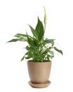 Potted peace lily plant on white Royalty Free Stock Photo