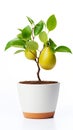 potted pear baby tree, carefully nurtured and isolated against a pristine white background.