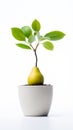 potted pear baby tree, carefully nurtured and isolated against a pristine white background.