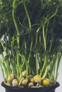 Potted peas sprouts, fresh microgreens on the table