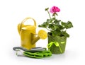 Potted pelargonium flower and gardening tools on white Royalty Free Stock Photo