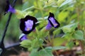 Potted Petunia flowers in garden closeup