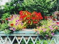 Potted Petunia hybrida and Begonia semperflorens flowers blooming