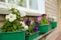 Potted petunia plants with beautiful flowers near building outdoors, closeup. Space for text