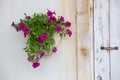 Potted petunia on the white wall