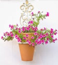 Potted Petunias