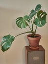 Potted philodendron on wooden vintage speaker. Interior decoration. Botanic plant on antique speaker