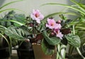 Potted Pink African Violet Saintpaulia Royalty Free Stock Photo