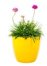 potted pink Armeria flower