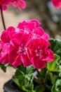 Potted pink geranium on a windowsill, pelargonium Royalty Free Stock Photo
