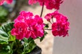 Potted pink geranium on a windowsill, pelargonium Royalty Free Stock Photo