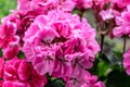 Potted pink geranium on a windowsill, pelargonium Royalty Free Stock Photo
