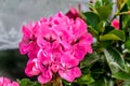 Potted pink geranium on a windowsill, pelargonium Royalty Free Stock Photo