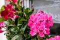 Potted pink geranium on a windowsill, pelargonium Royalty Free Stock Photo