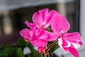 Potted pink geranium on a windowsill, pelargonium Royalty Free Stock Photo