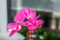 Potted pink geranium on a windowsill, pelargonium Royalty Free Stock Photo