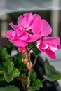 Potted pink geranium on a windowsill, pelargonium Royalty Free Stock Photo