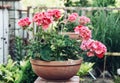 Potted pink Pelargonium flowers in the garden
