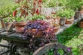 Potted plands and flowers on old wooden carriage. Garden decoration