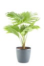 Potted Plant Royalty Free Stock Photo