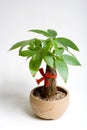 Potted plant