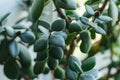 A potted plant called the fat lady. Money tree. Close-up of green leaves Royalty Free Stock Photo