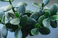 A potted plant called the fat lady. Money tree. Close-up of green leaves Royalty Free Stock Photo