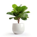 potted plant in a ceramic pot, thoughtfully isolated against a clean white background.